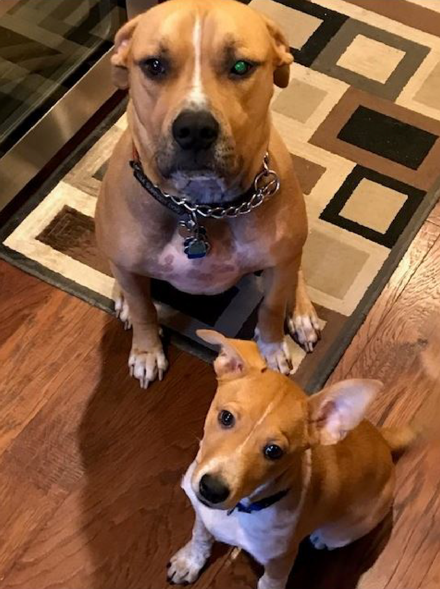 Preston and Bailey